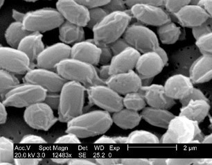 The Pentagon Bio-Weapons