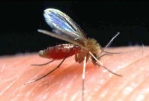 The Pentagon Bio-Weapons