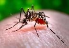 The Pentagon Bio-Weapons